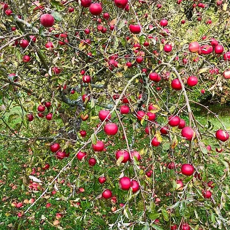 Apple Tree House *
