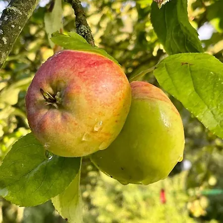 Apple Tree House * Lubin (West Pomeranian)