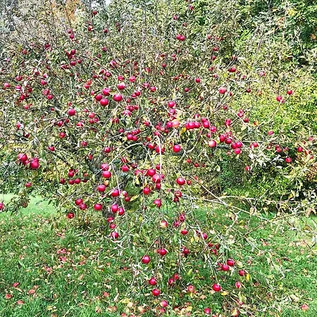 Apple Tree House Дом отдыха