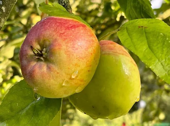 Apple Tree House * Lubin (West Pomeranian)