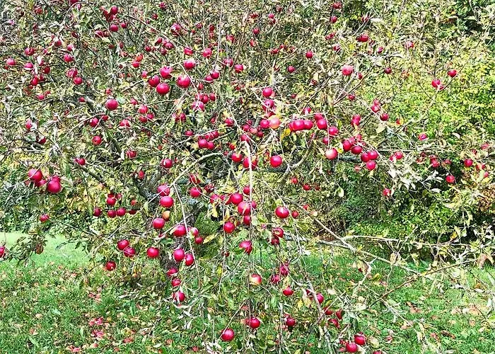 Apple Tree House Casa vacanze