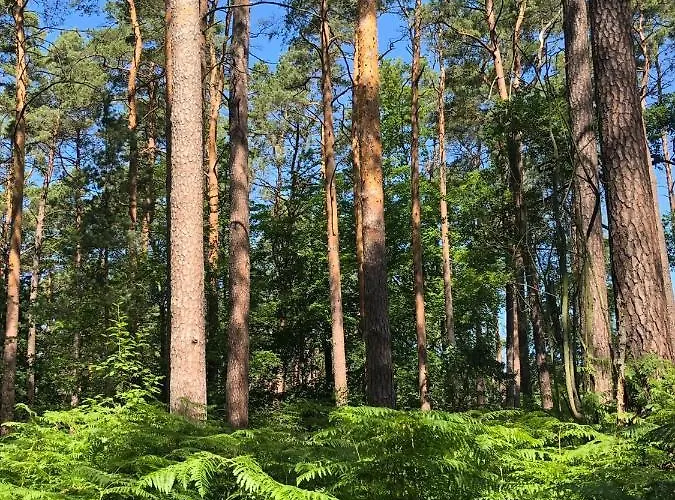Casa vacanze Apple Tree House Lubin (West Pomeranian)